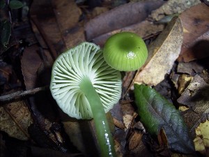 Fungi 1
