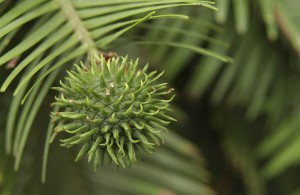p Wollemi pine ANN11