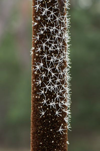 xanthorrea