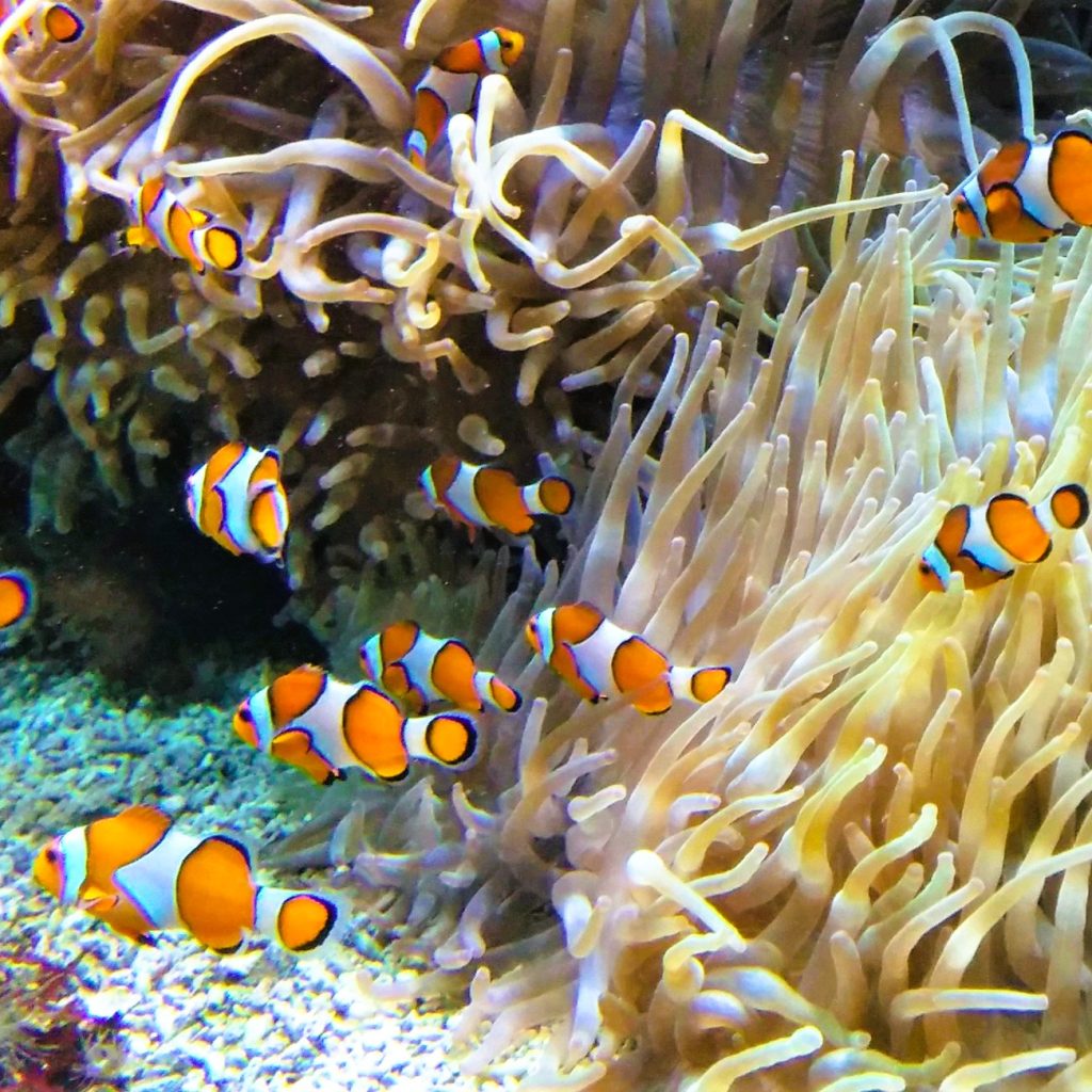 Anemone Fish