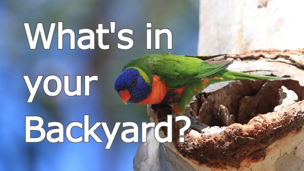 What's in your Backyard graphic