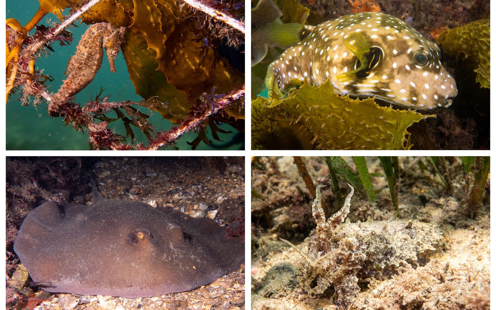 Clockwise: male White’s seahorse, stars and stripes puffer, mourning cuttlefish and common stingaree