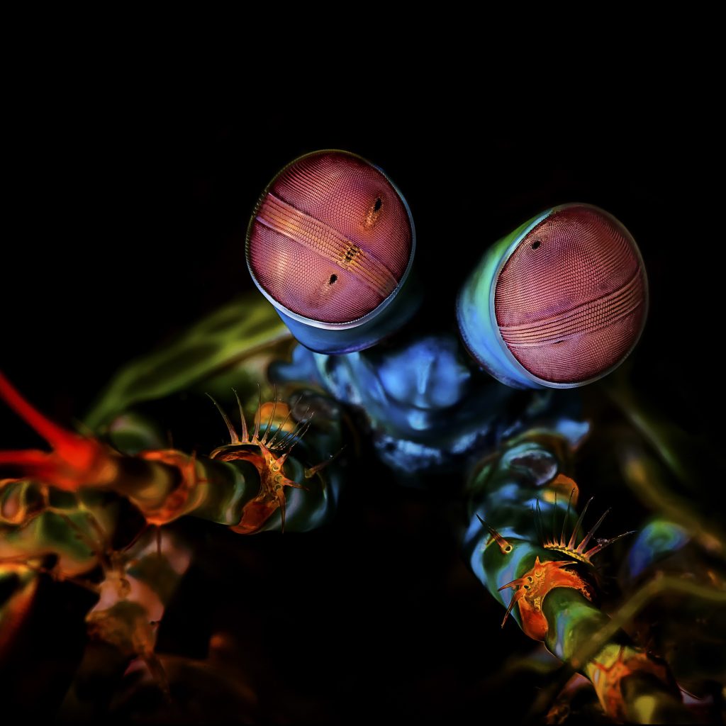 Mantis Shrimp
