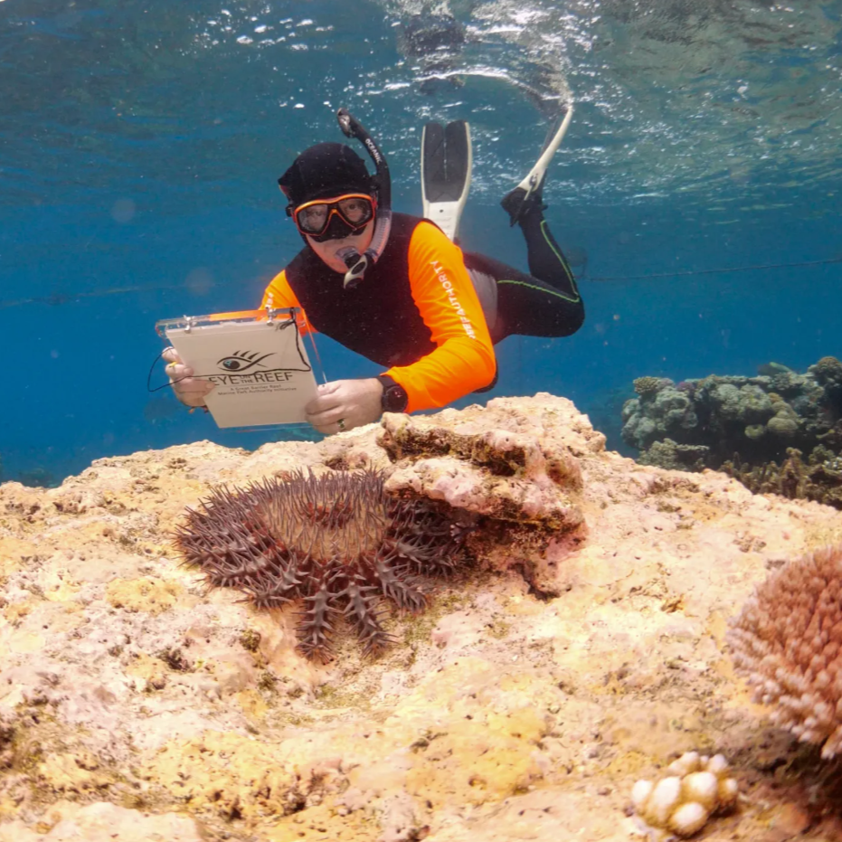 Crown of thorn starfish survey