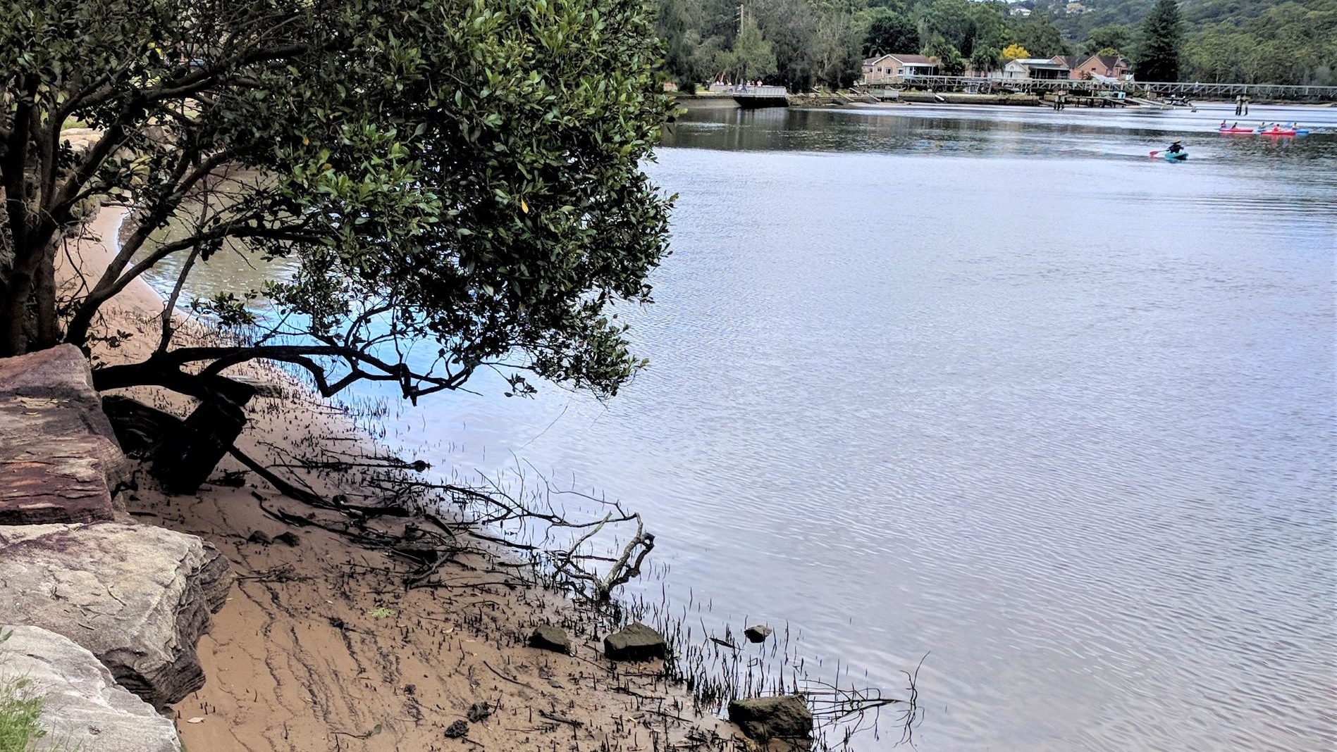 Mangroves on Georges River Sydney